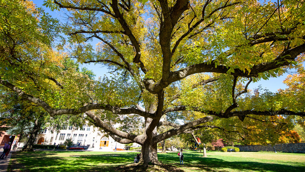 A large tree on campus