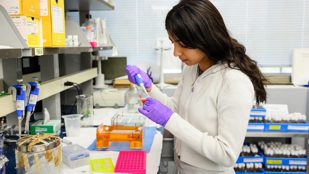 A student works with a pipette in the lab