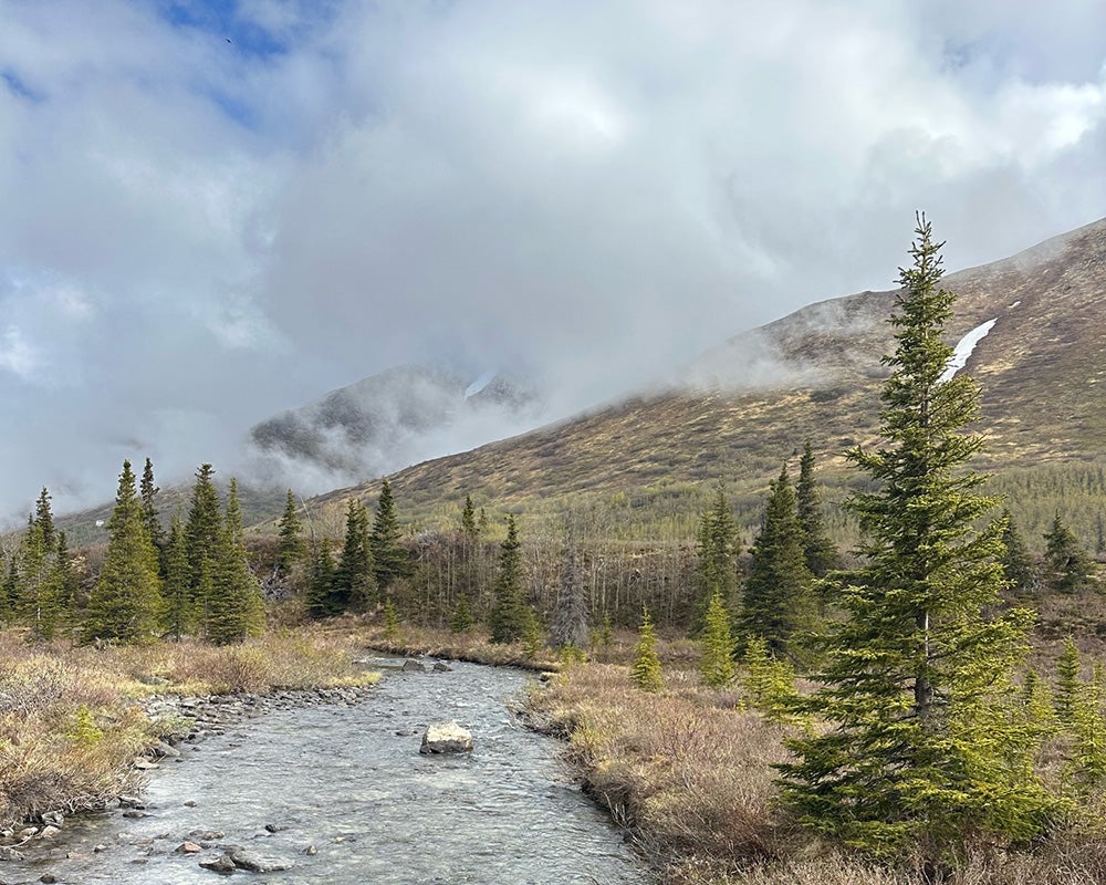 A landscape in Alaska with a river, mountains and trees